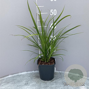 Carex grayi GM 2,0L