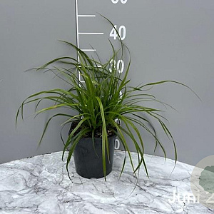 Carex morrowii GM 2,0L