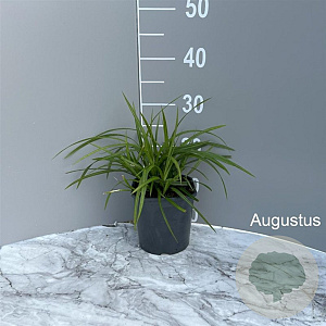 Carex morrowii 'Irish Green' GM 2,0L