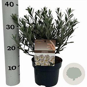 Convolvulus cneorum 20-25 cm P17