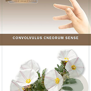 Convolvulus cneorum 20-25 cm P17