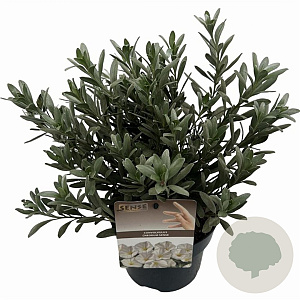 Convolvulus cneorum 20-25 cm P17