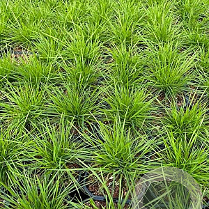 Deschampsia cespitosa GM 2,0L