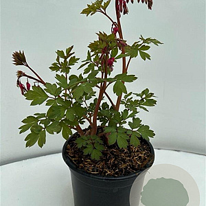 Dicentra spectabilis GM 2,0L