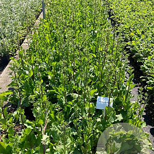 Eryngium planum GM 2,0L