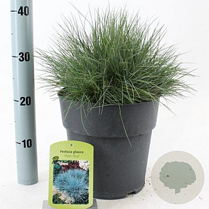 Festuca glauca 'Elijah Blue' 25-30 cm 5,0L