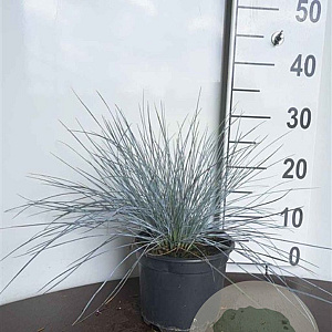Festuca glauca 'Elijah Blue' GM 2,0L