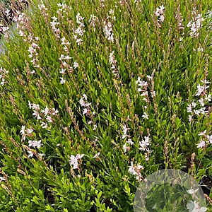Gaura l. 'Whirling Butterflies' GM 2,0L