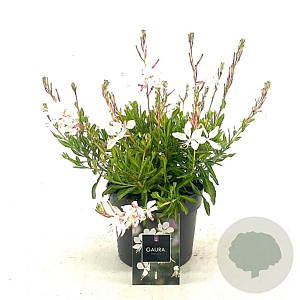 Gaura l. 'White Dove' GM 2,0L