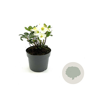 Helleborus niger GM 2,0L