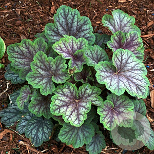 Heuchera 'Green Spice' GM 2,0L