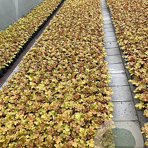Heuchera 'Marmalade' GM 2,0L