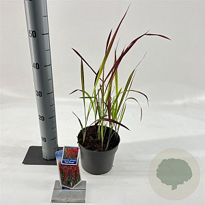 Imperata "Red Baron" 20-25 cm 2,0L