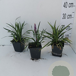 Liriope muscari 'Ingwersen' GM P9