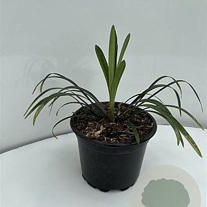 Liriope muscari 'Monroe White' GM 2,0L