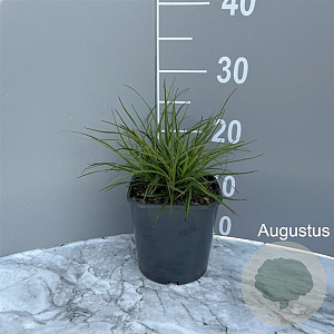 Luzula nivea GM 2,0L