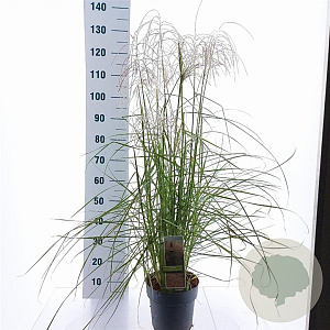 Miscanthus sin. Pink Cloud GM 6,5L