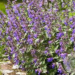 Nepeta faassenii GM P9