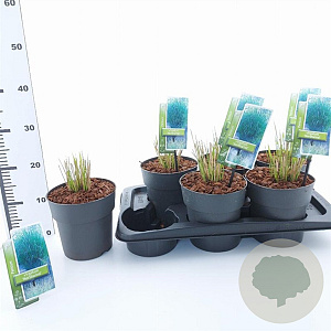 Panicum virgatum 'Northwind' 30-60 cm 2,0L