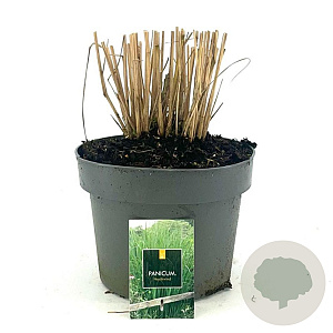 Panicum virgatum 'Northwind' GM C5