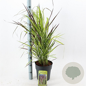 Panicum virgatum 'Squaw' 60-90 cm 6,5L
