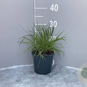 Pennisetum alopecuroides GM 2,0L