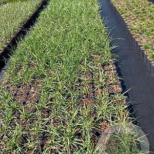 Pennisetum macrourum GM 2,0L