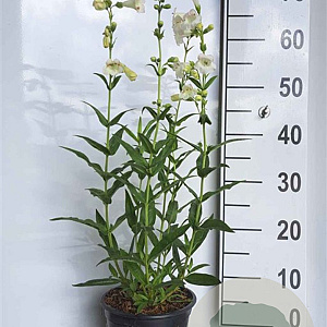 Penstemon 'White Bedder' GM 2,0L