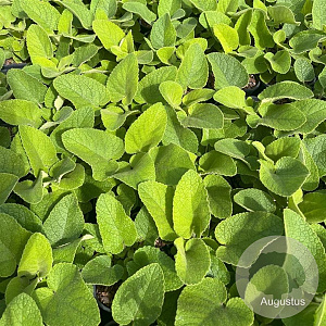 Phlomis russeliana GM 2,0L
