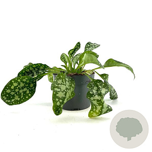 Pulmonaria off. 'Sissinghurst White GM 2,0L