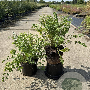 Sanguisorba minor GM 2,0L