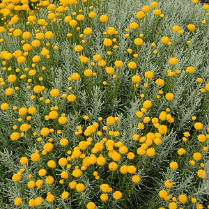 Santolina cham. 'Lambrook Silver' GM 2,0L