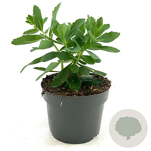 Sedum 'Carl' GM 2,0L