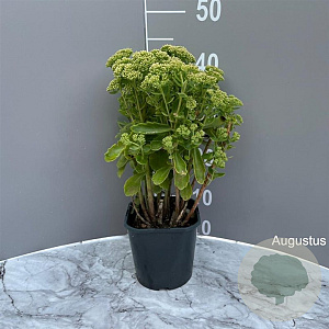 Sedum 'Herbstfreude' GM 2,0L