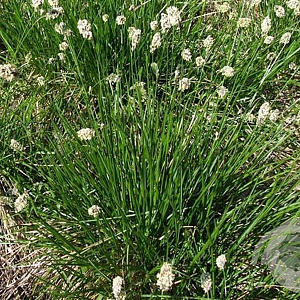 Sesleria heufleriana GM P9