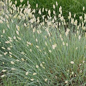 Sesleria nitida GM 2,0L