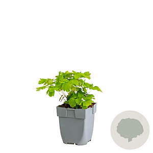 Thalictrum 'Black Stockings' GM  P11