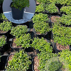 Thymus serpyllum GM 2,0L