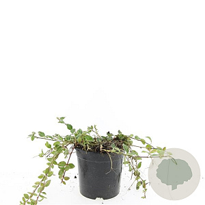 Vinca minor 'Ralph Shugert' 15-20 cm C1