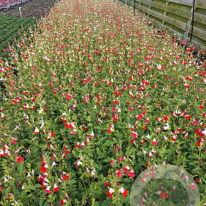 Salvia micr. 'Hot Lips' GM 2,0L
