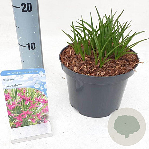 Rhodoxis 'Beverly' 15-20 cm 2,0L