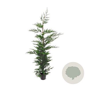 Cupressocyparis leylandii 175-200 cm 7,5L Gestokt