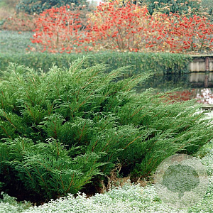 Juniperus sabina 25-30 cm 3,5L