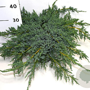 Juniperus squamata 'Blue Carpet' 40-50 cm 5,0L