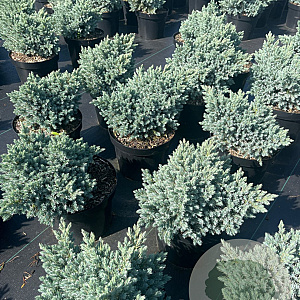 Juniperus squamata 'Blue Star' 25-30 cm 5,0L