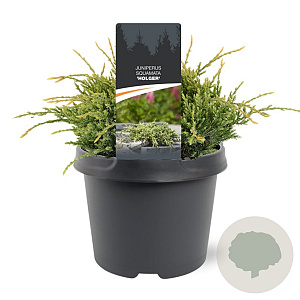 Juniperus squamata 'Holger' 20-25 cm 3,0L