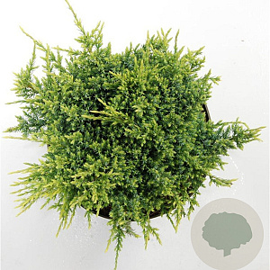 Juniperus squamata 'Holger' 30-40 cm 5,0L