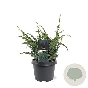 Juniperus squamata 'Meyeri' 30-40 cm 3,0L