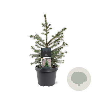 Picea omorika 200-225 cm draadkluit solitair