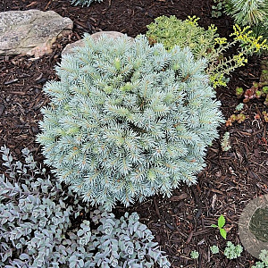 Picea pungens 'Blaukissen' 25-30 cm